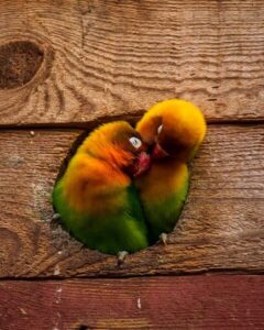 Bague, perchoir pour oiseau 