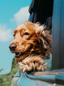 Fabricant cage de transport pour chien