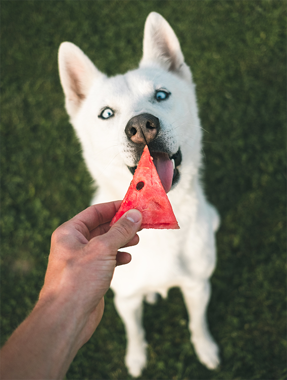 Le nouveau conteneur à croquettes personnalisable pour chien