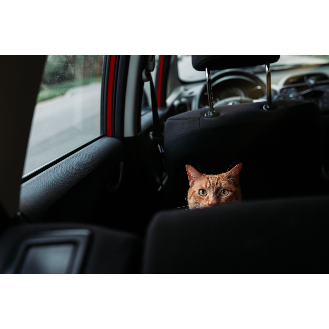Plusieurs conseils pour choisir la bonne cage de transport Mecanhor Animalerie